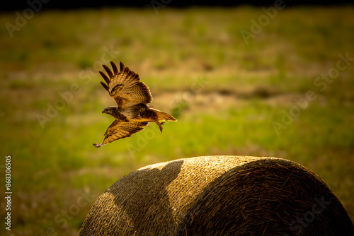 Der Turmfalke (Falco tinnunculus) ist ein faszinierender Greifvogel und der am häufigsten vorkommende Falke in Mitteleuropa. photo