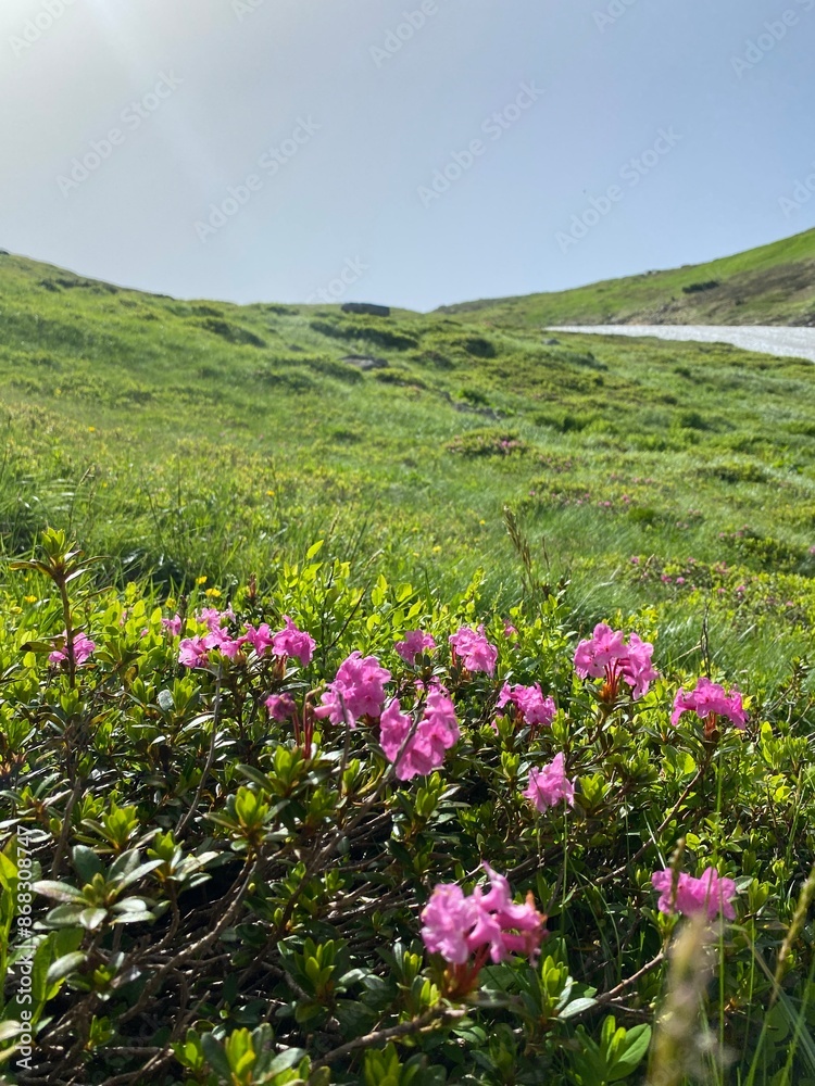 Fototapeta premium pink flowers in the mountains