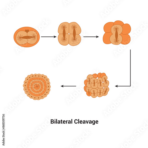 Bilateral Cleavage biology element Class Chordata