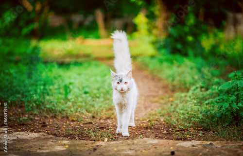 Portrait of beautiful white cat walking in the yard. Cute white cat in a green garden