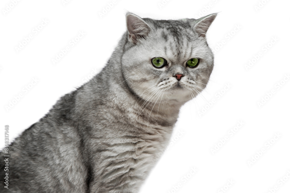 Fototapeta premium Portrait of a gray cat in profile close-up isolated on white background.