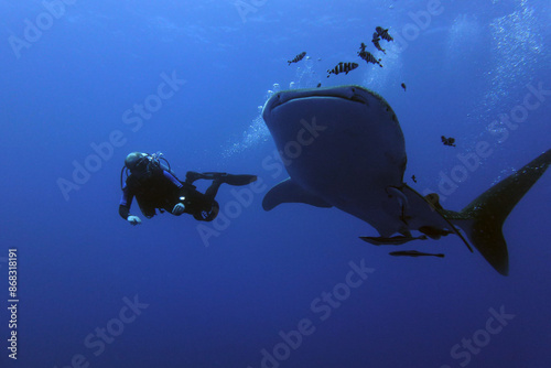 scuba diver and Whale Shark photo