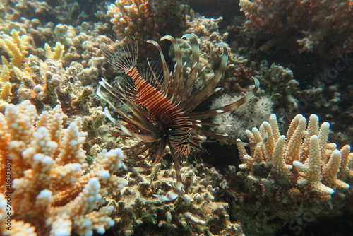 Coral Reef - Marine life - Redsea - Egypt