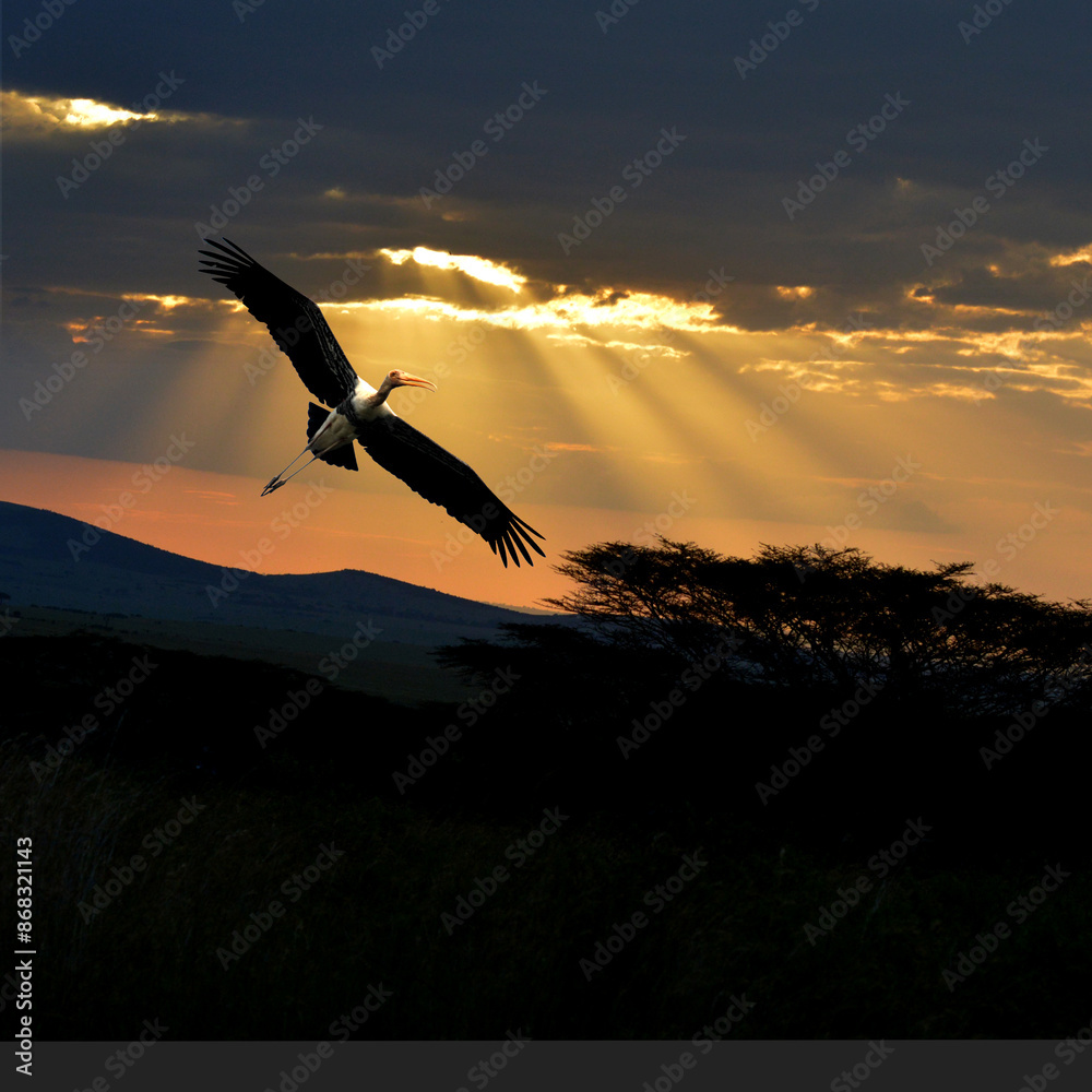 Fototapeta premium Flight of a Painted Stork at deep sunset, Bhindawas bird Sanctuary, Bhindawas, Haryana, India