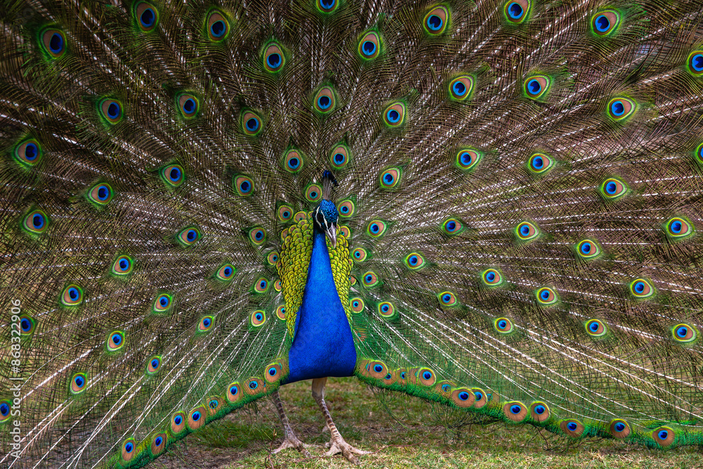 Obraz premium Peacock with feathers displayed in full frame shot.
