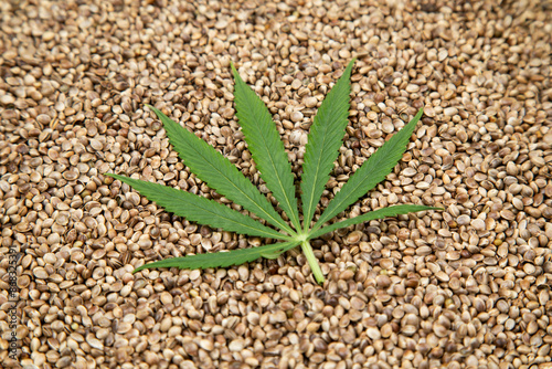 Cannabis leaves with marijuana, cbd, Flat lay composition photo