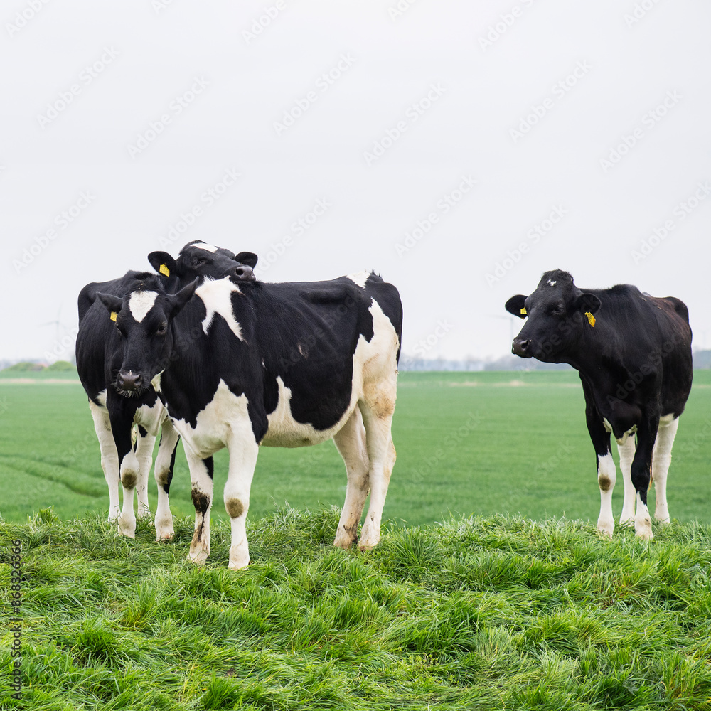 Kühe auf der Weide in Ostfriesland Kühe auf der Weide in Ostfriesland