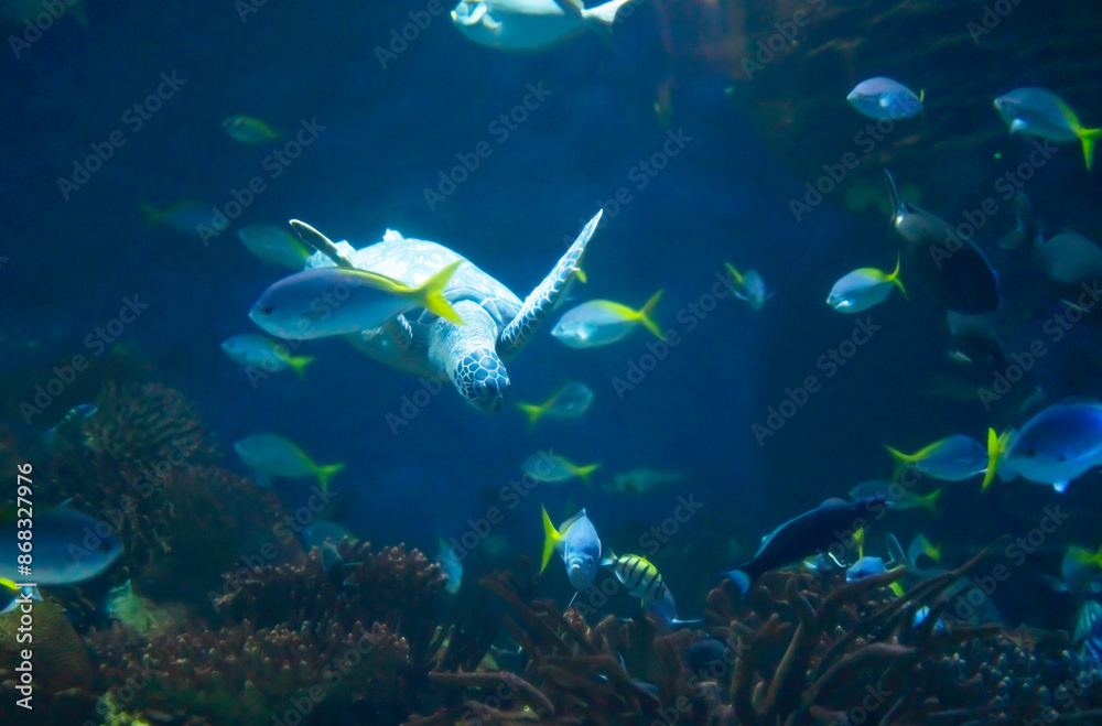 Obraz premium Green turtle with yellowtail fusiliers in aquarium