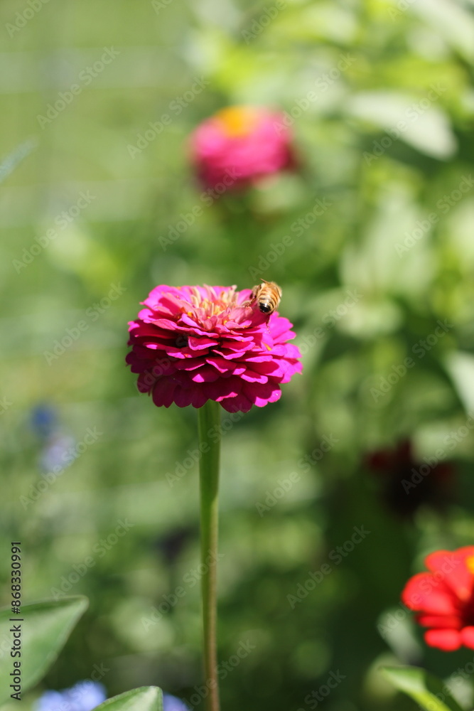 A bee on a pink flower. A bee on a pink flower.