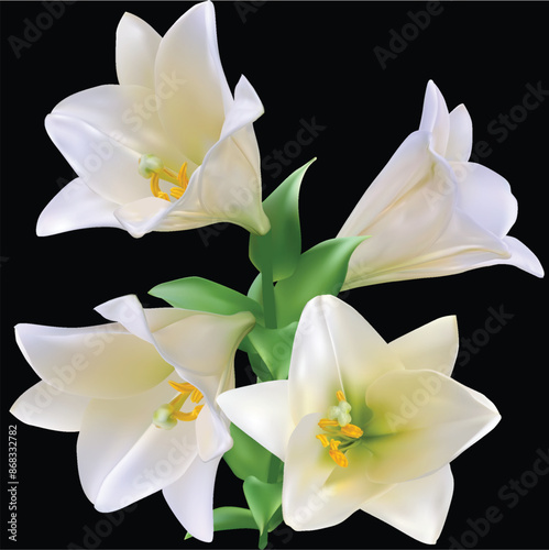 four large white lily blooms on black illustration