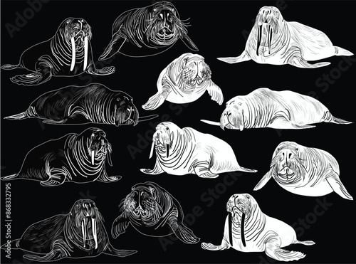 walrus twelve outlines isolated on black