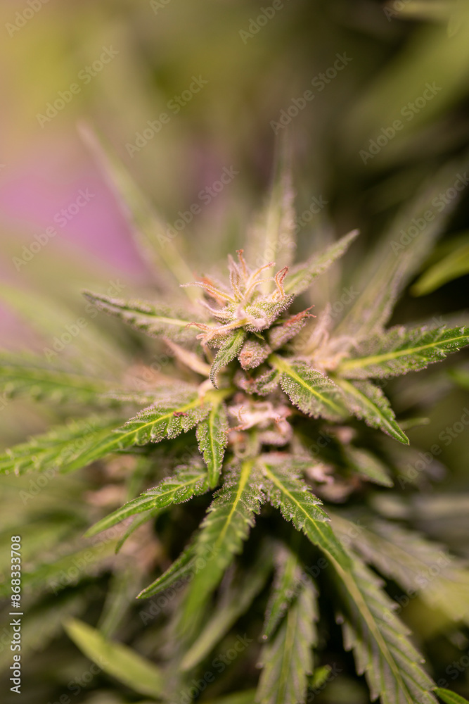 Weed medicine leaf, Grow indica flowering, Cannabis plant, Marijuana Weed medicine leaf, Grow indica flowering, Cannabis plant, Marijuana