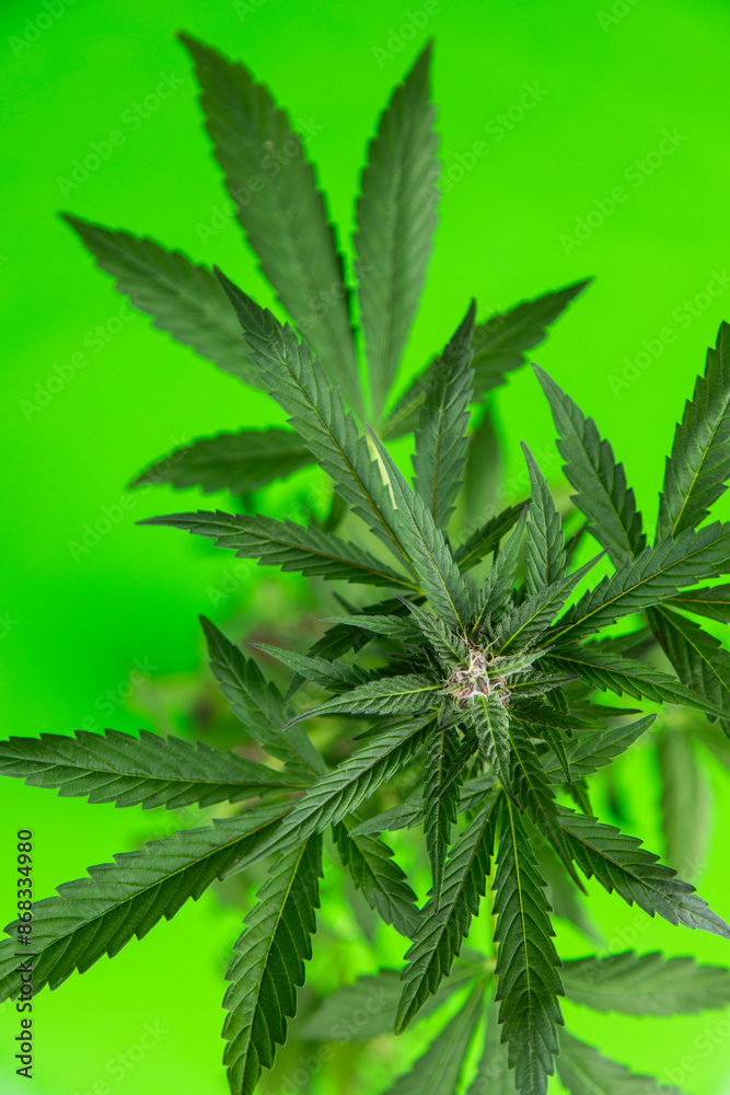 Weed medicine leaf, Grow indica flowering, Cannabis plant, Marijuana Weed medicine leaf, Grow indica flowering, Cannabis plant, Marijuana