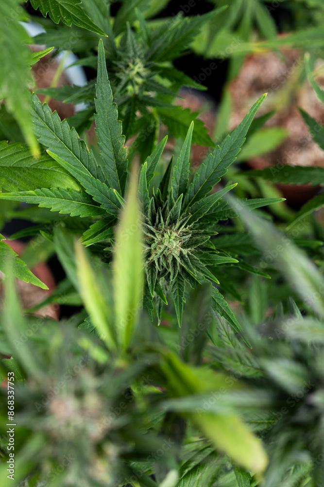 Medical marijuana, cannabis and hemp leaves Medical marijuana, cannabis and hemp leaves