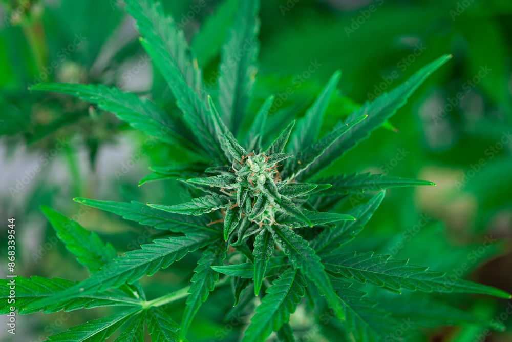Green cannabis flowers, Weed medicine leaf, Marijuana Green cannabis flowers, Weed medicine leaf, Marijuana