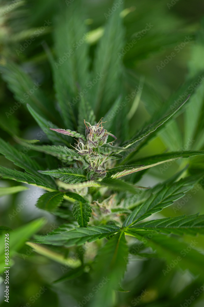 Weed medicine leaf, Grow indica flowering, Cannabis plant, Marijuana Weed medicine leaf, Grow indica flowering, Cannabis plant, Marijuana