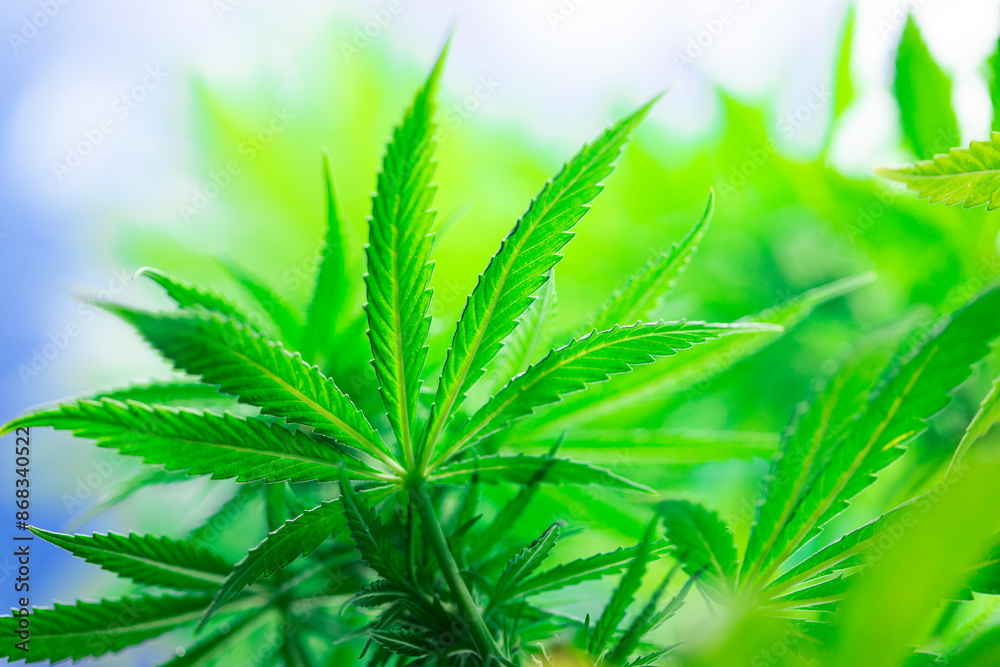 Marijuana plant, medical marijuana concept Marijuana plant, medical marijuana concept