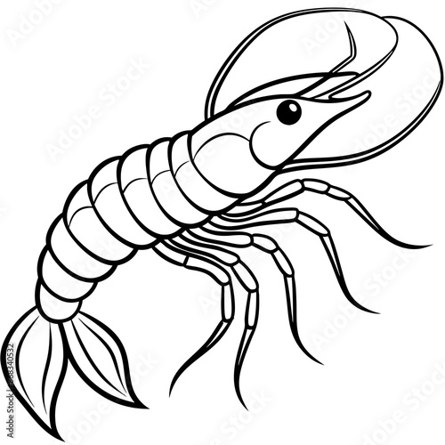 Shrimp vector illustration