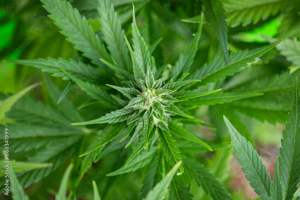 Cannabis leaf and marijuana plant. medical marijuana cannabis Cannabis leaf and marijuana plant. medical marijuana cannabis