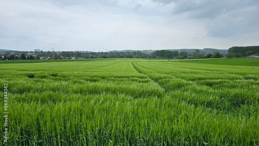Landschaft zwischen Bammental und Mauer Landschaft zwischen Bammental und Mauer