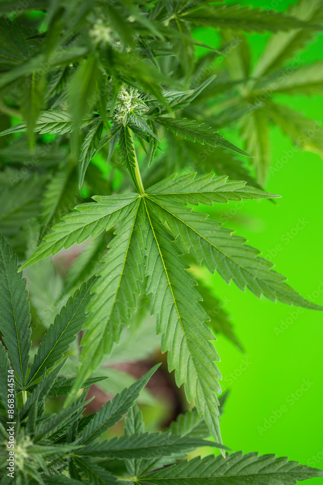 Marijuana plant with medical cannabis, cbd