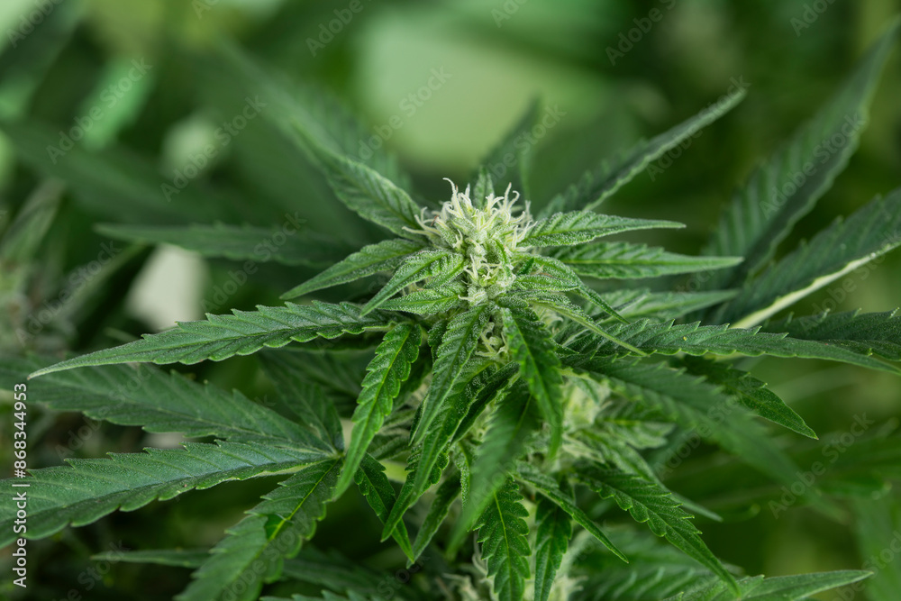 Cannabis leaves, green background, close up, marijuana Cannabis leaves, green background, close up, marijuana