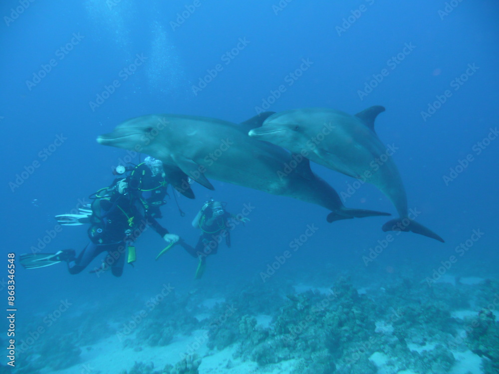 Fototapeta premium Scuba Diving in Redsea Egypt - Marine life