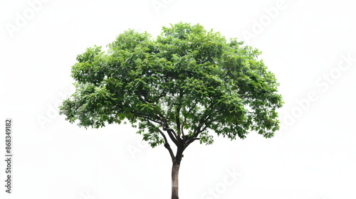 png plant green leaf tree isolated on white background, cinematic, png © Stock