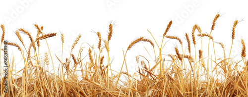 Golden wheat stalks in a field border against, cut out - stock png.