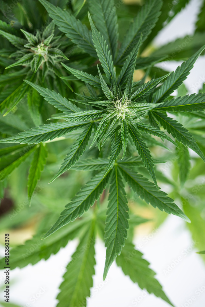 Marijuana plant with medical cannabis, cbd Marijuana plant with medical cannabis, cbd