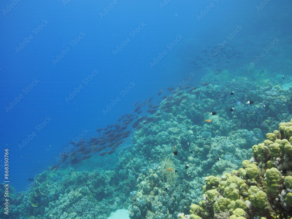 Scuba Diving in Redsea Egypt - Marine life