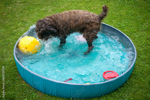 a brown dog is playing with a yellow ball in the water in a dog pool on a hot summer day