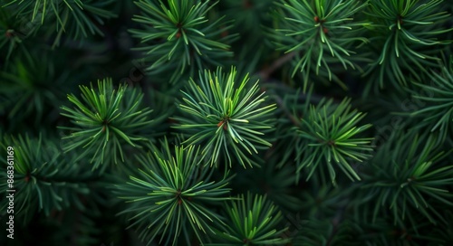 Vibrant Evergreen Needles Close-up