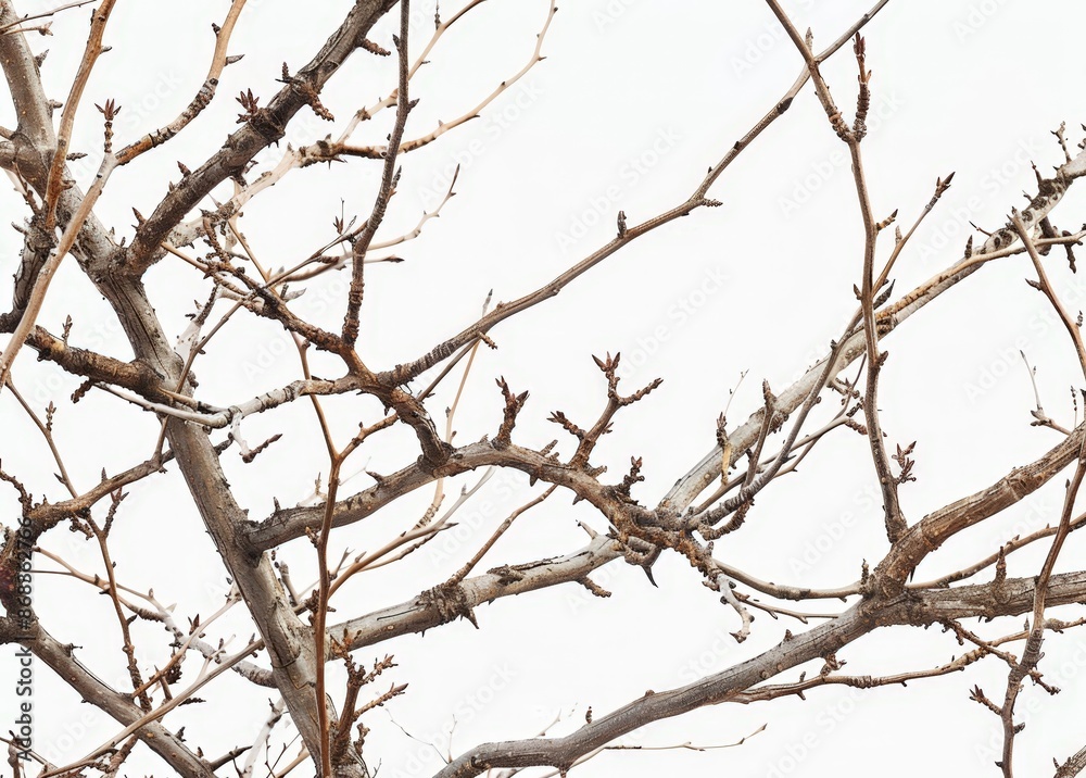 Bare Tree Branches Against White Sky Bare Tree Branches Against White Sky