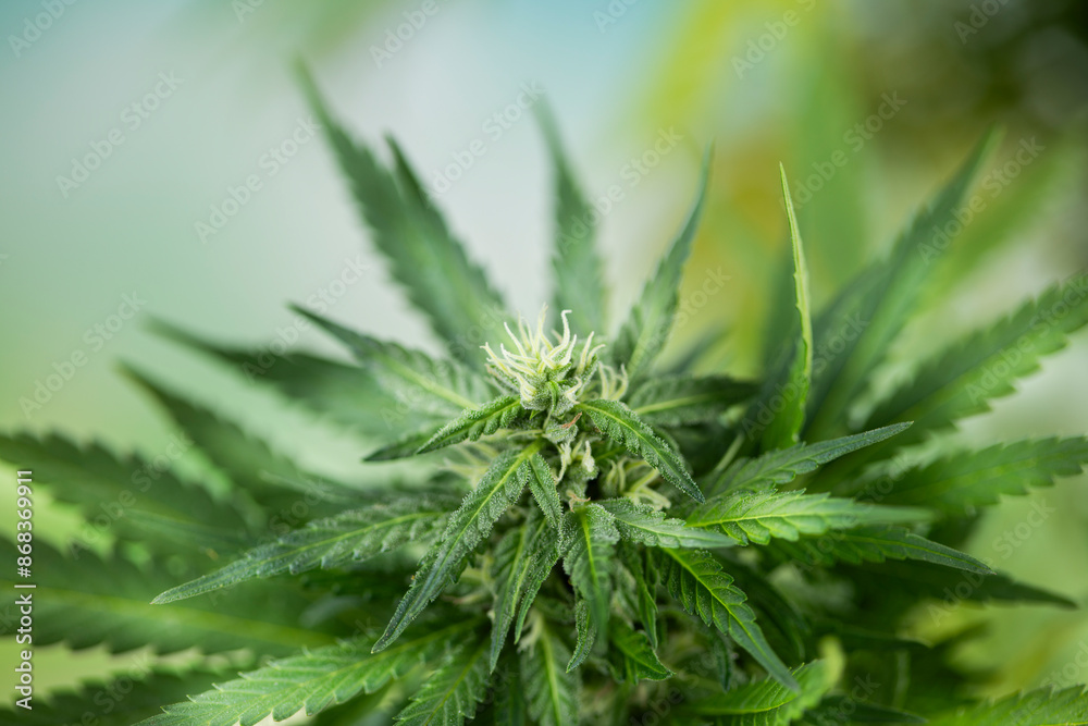 Close up view of green marijuana plant Close up view of green marijuana plant