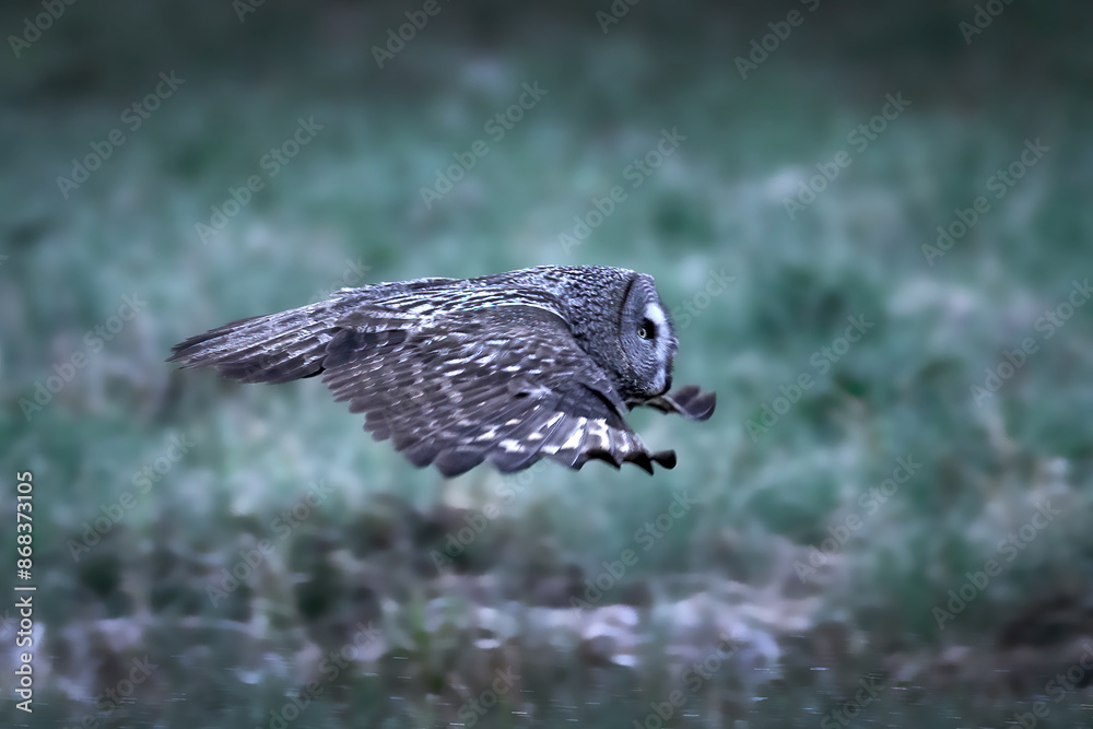 Fototapeta premium Great grey owl (Strix nebulosa)