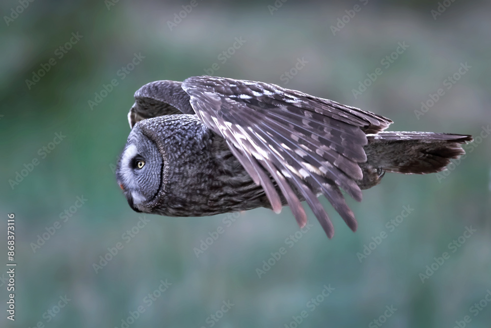 Fototapeta premium Great grey owl (Strix nebulosa)