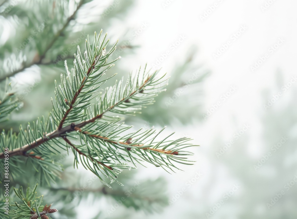 Blurred Evergreen Branch with Drops of Water Blurred Evergreen Branch with Drops of Water