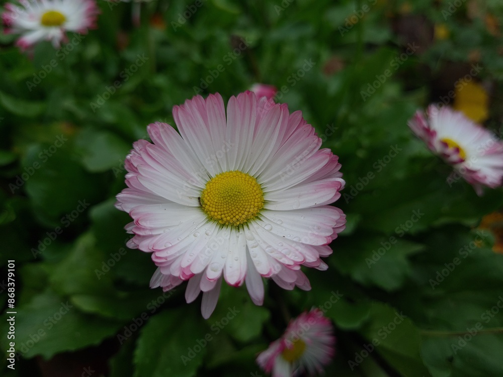 Obraz premium Delicate Pink Daisy in Full Bloom 