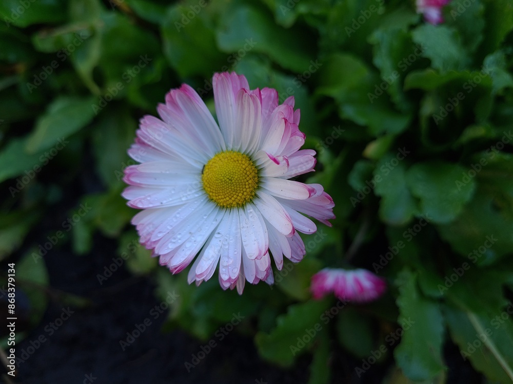 Obraz premium Delicate Pink Daisy in Full Bloom