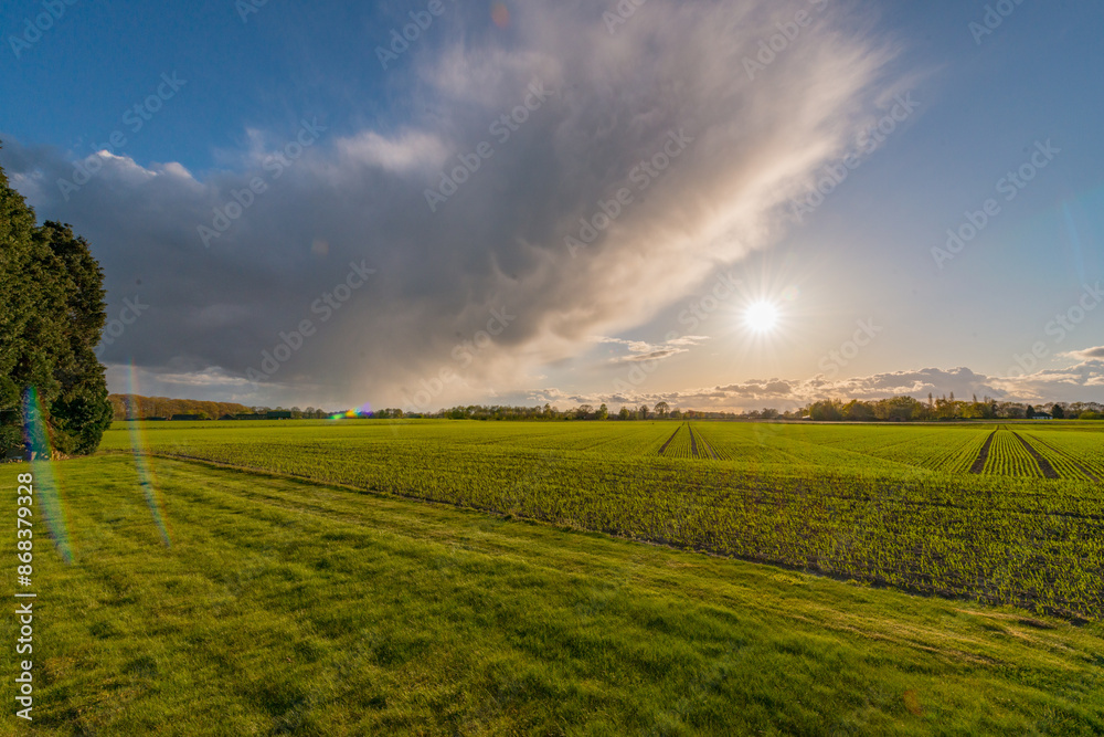 Barley field at sunset Barley field at sunset