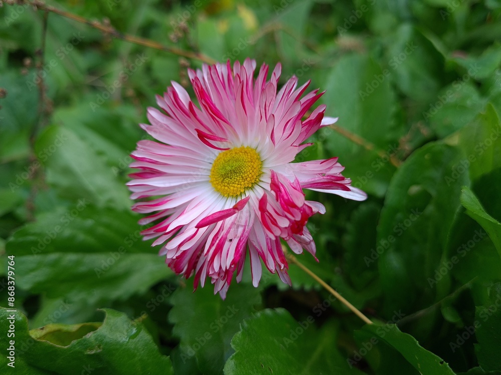 Obraz premium Delicate Pink Daisy in Full Bloom 