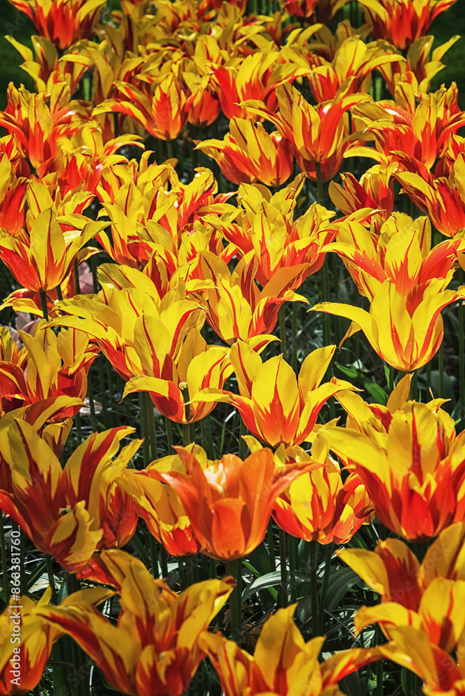 Exotic varieties of blooming tulips Fire Wings in a park in Holland. Spring landscape Exotic varieties of blooming tulips Fire Wings in a park in Holland. Spring landscape