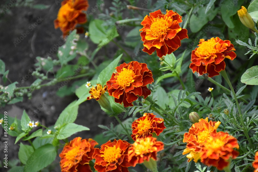 Vibrant Orange Marigolds in Full Bloom
Vibrant Orange Marigolds in Full Bloom