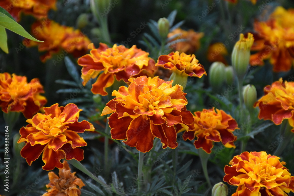 Vibrant Orange Marigolds in Full Bloom
Vibrant Orange Marigolds in Full Bloom