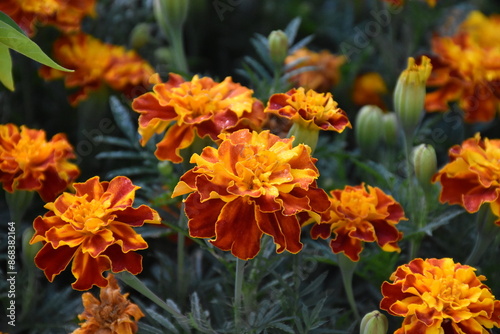 Vibrant Orange Marigolds in Full Bloom 