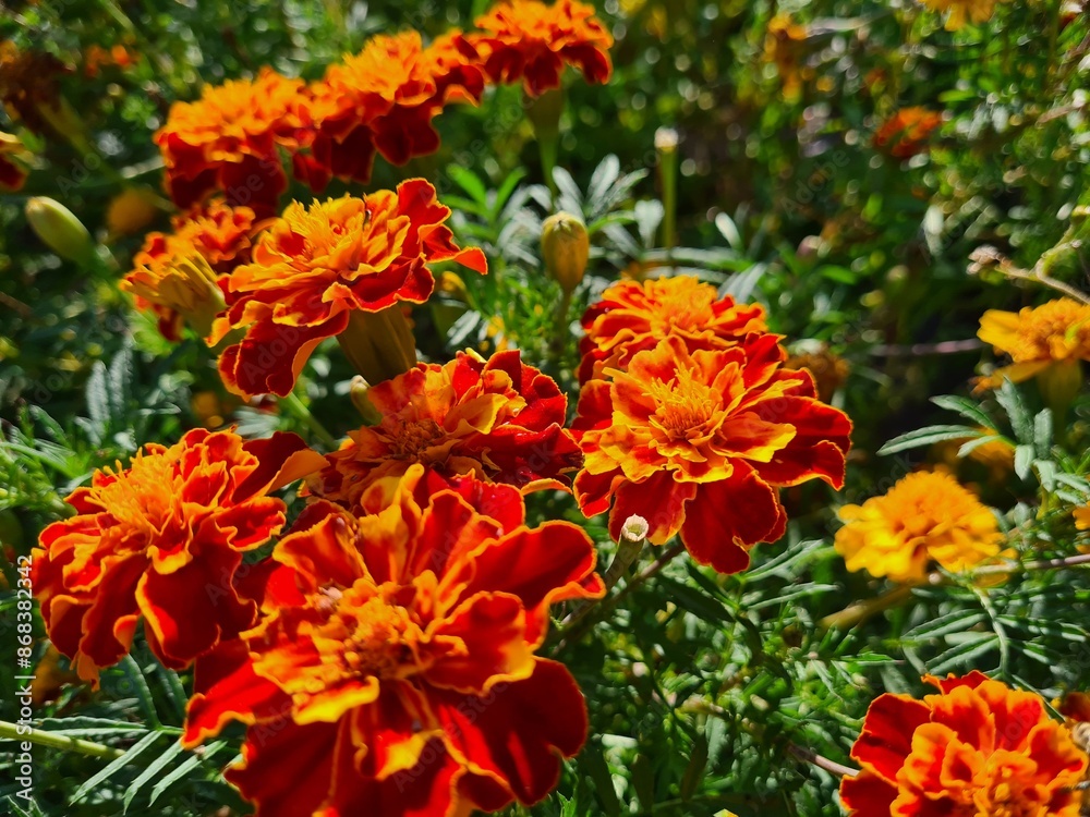 Vibrant Orange Marigolds in Full Bloom
Vibrant Orange Marigolds in Full Bloom