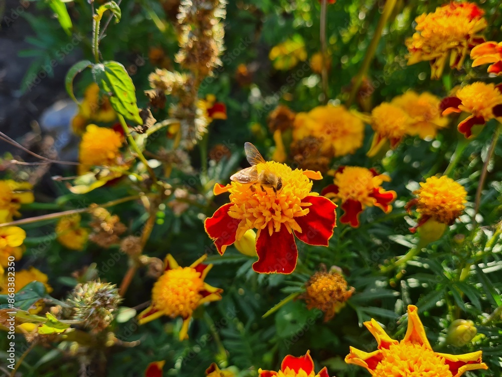 Vibrant Orange Marigolds in Full Bloom
Vibrant Orange Marigolds in Full Bloom