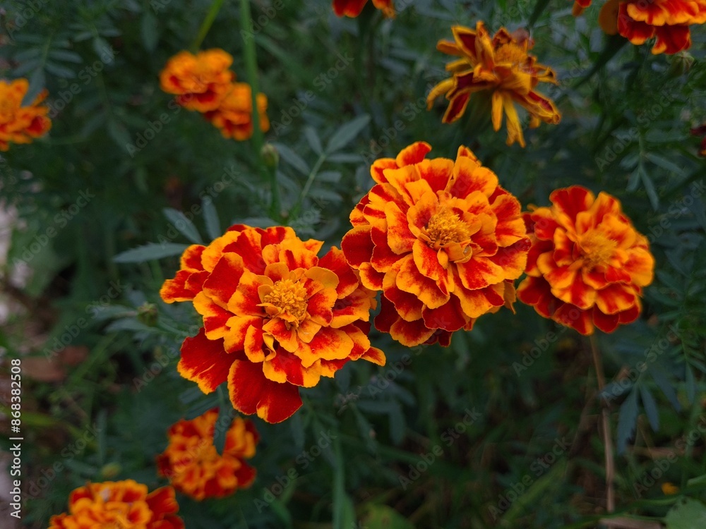Vibrant Orange Marigolds in Full Bloom
Vibrant Orange Marigolds in Full Bloom