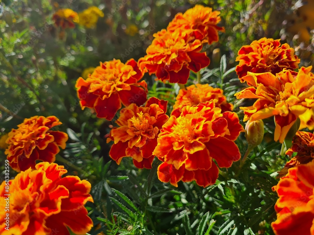 Vibrant Orange Marigolds in Full Bloom
Vibrant Orange Marigolds in Full Bloom